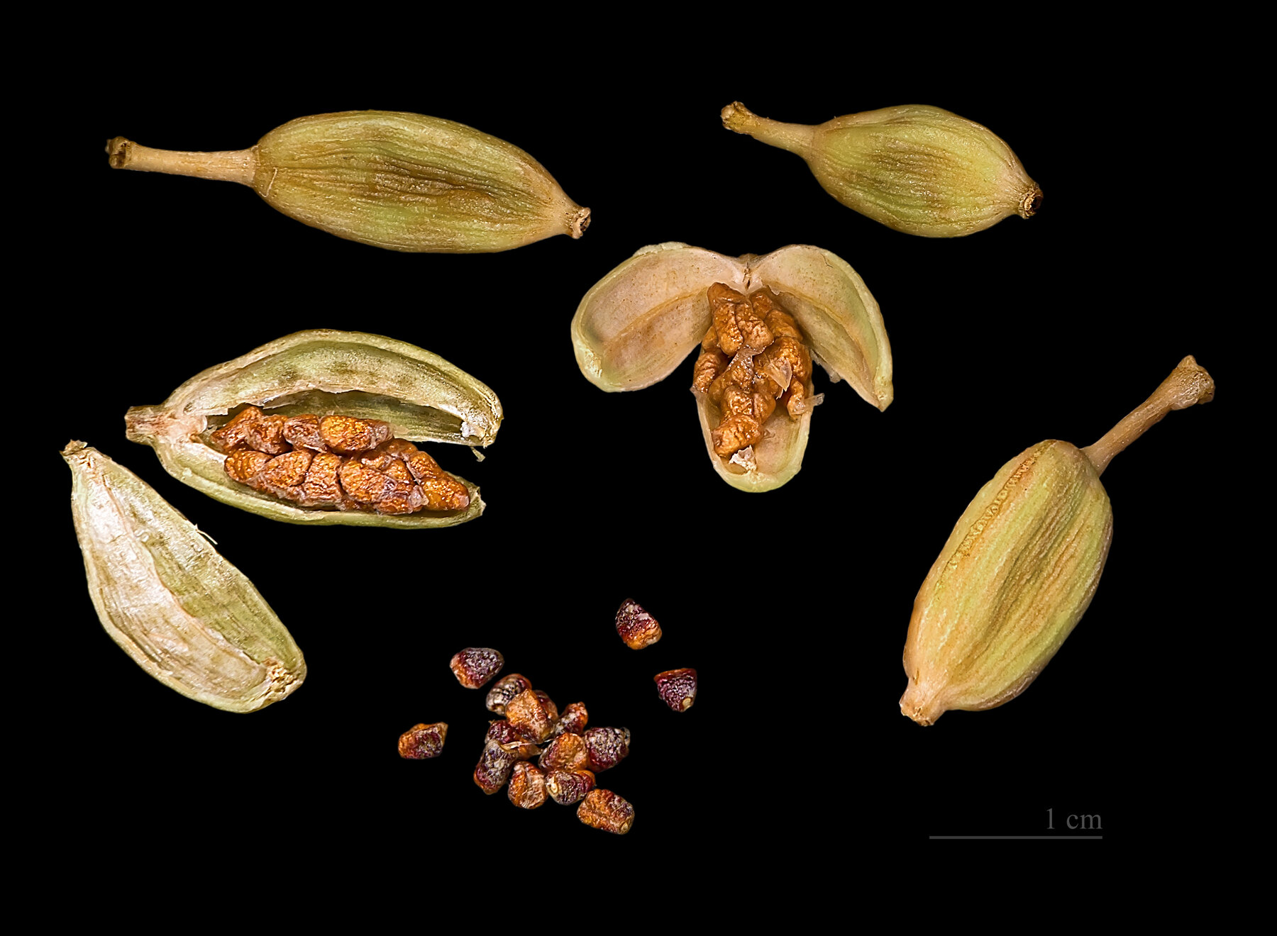 Whole and opened green cardamom capsules displaying their clustered brown aromatic seeds