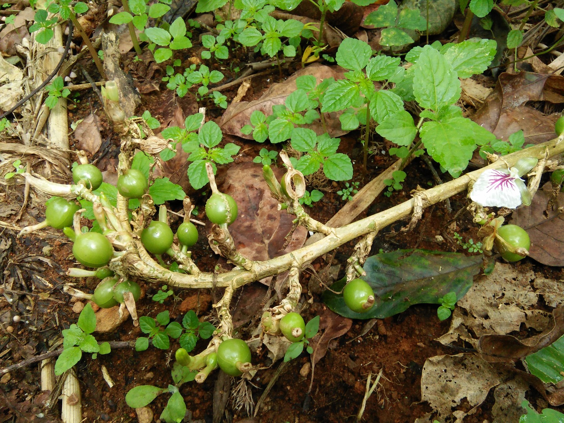 Green cardamom fruits and a white flower with purple markings growing along stems at forest-floor level