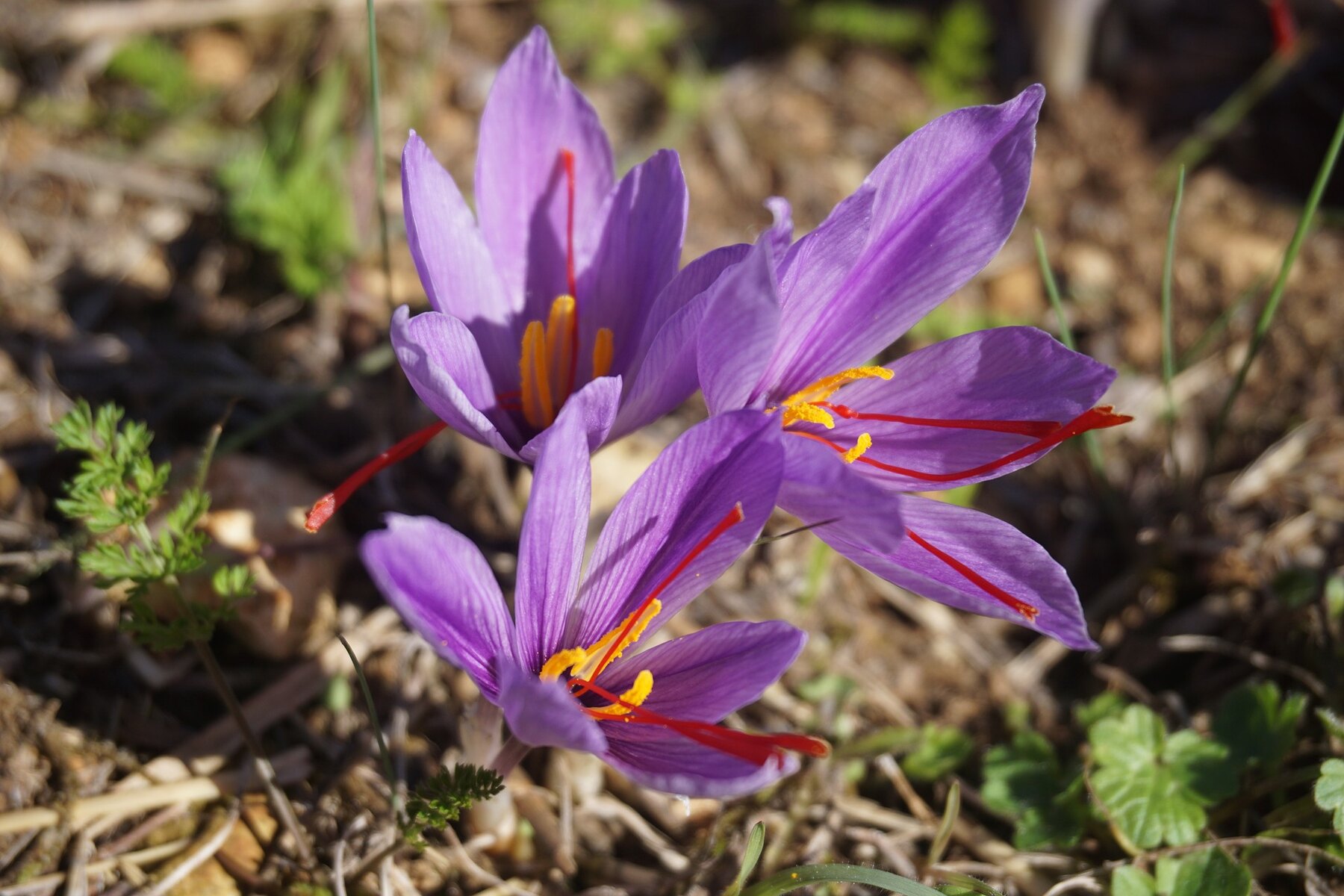 Purple Crocus sativus flowers growing outdoors with red stigmas visible