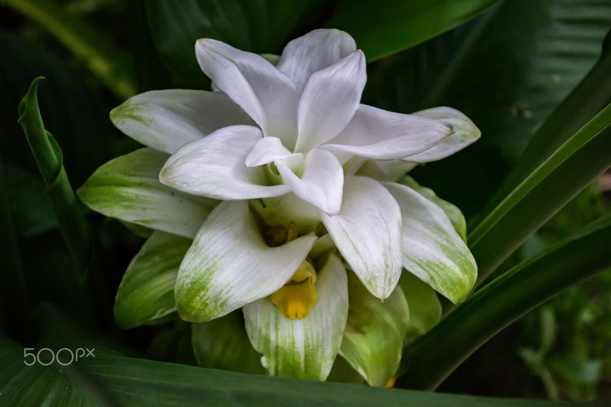Pale white and green turmeric inflorescence surrounded by long dark green leaves
